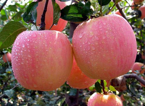 การปลูกแอปเปิ้ลในไทย