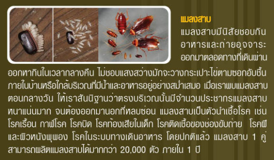 แมลงสาปกัดทำไงดี