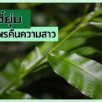 หญ้าฮี๋ยุ่ม