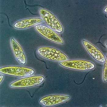 plankton
