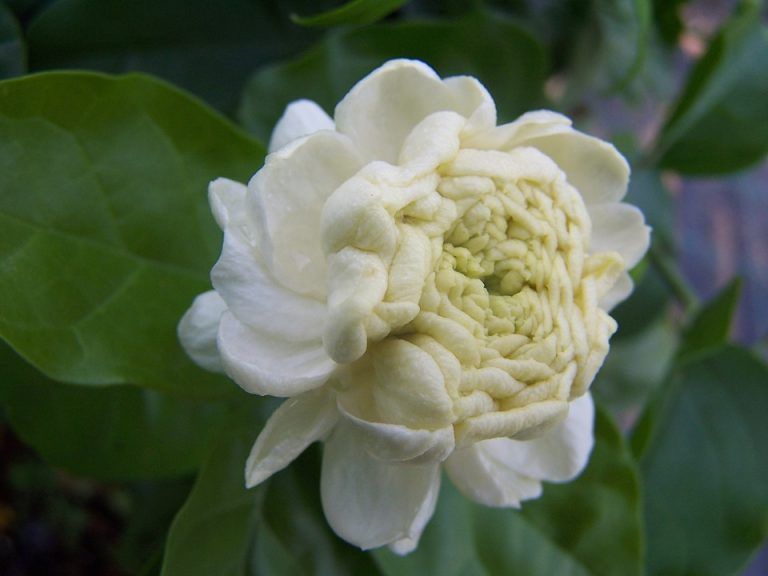 jasmine