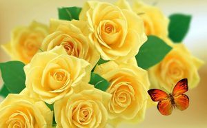 กุหลาบสีเหลือง