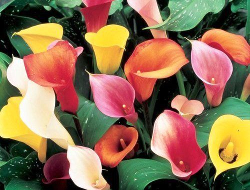 คาลล่า ลิลลี่ หรือ(Calla Lily)