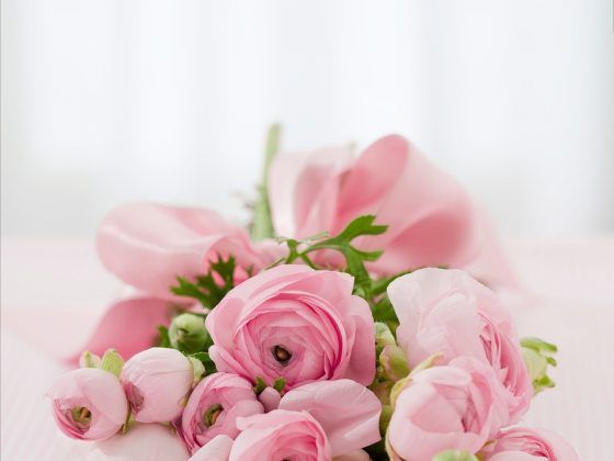 ดอกกุหลาบสีชมพู(Pink Rose)