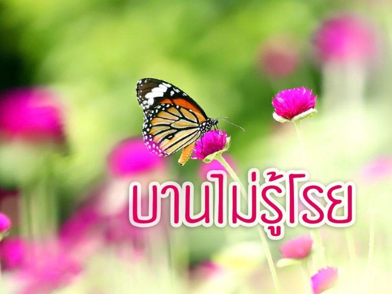 ดอกบานไม่รู้โรย