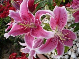 ดอกลิลลี่สีชมพู