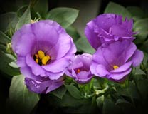 ดอกไลเซนทัส(Lisianthus)