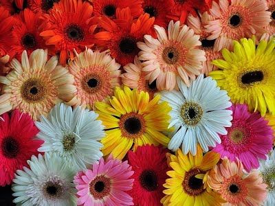 เยอบีร่า (Gerbera)