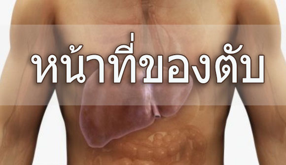 หน้าที่ของตับ