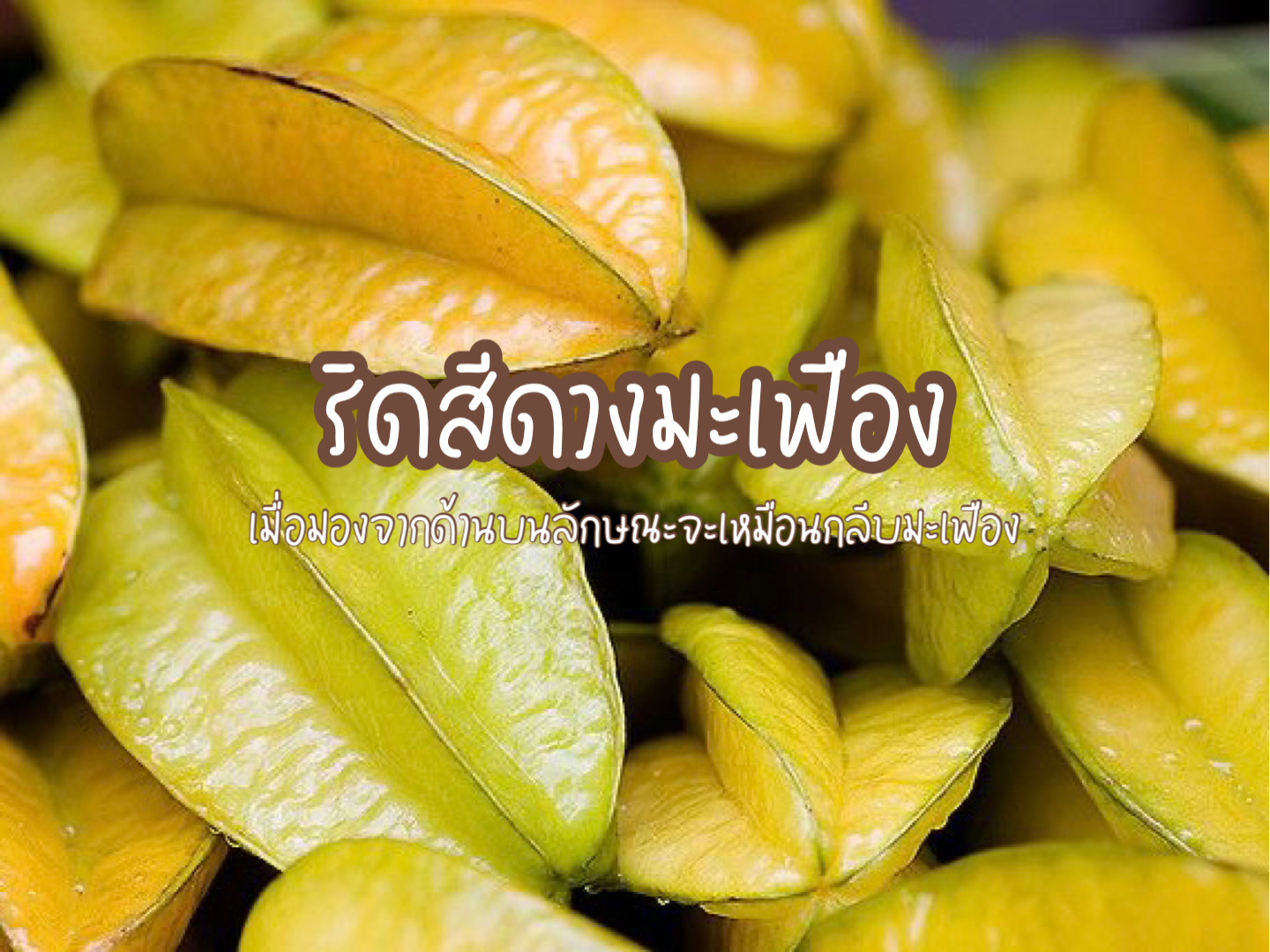 เมื่อมองจากด้านบนลักษณะจะเหมือนกลีบมะเฟือง