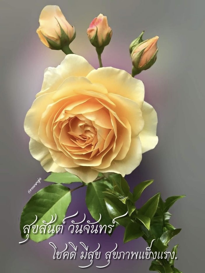 สุขสันต์วันจันทร์