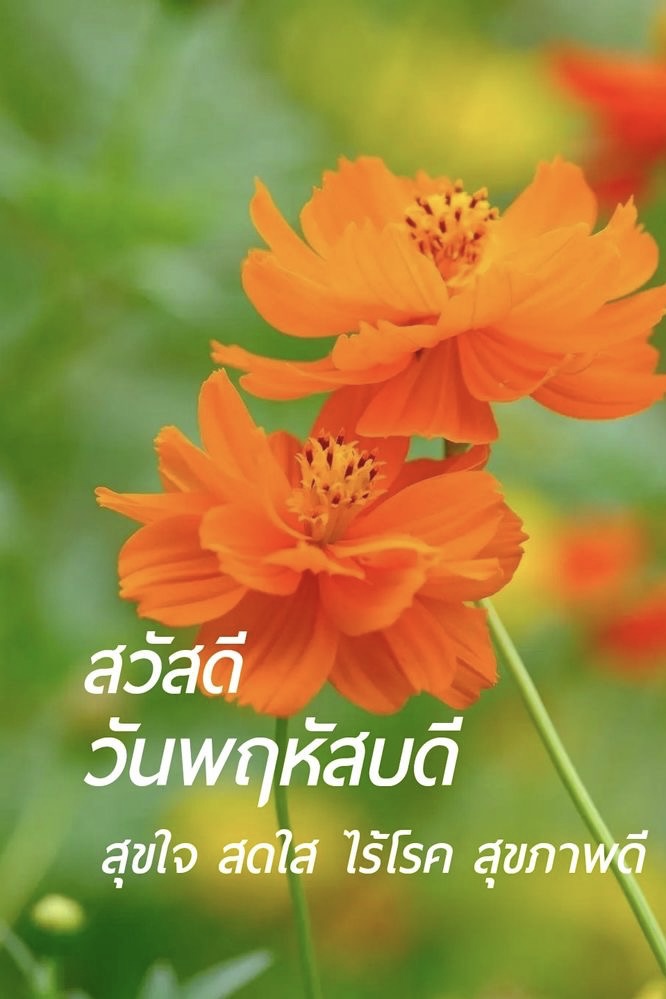 สุขใจ สดใส ไร้โรค