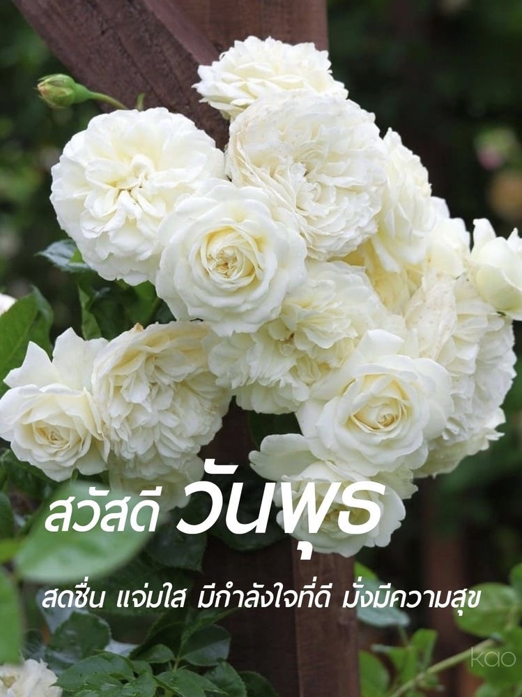 สดชื่น แจ่มใส มีกำลังใจที่ดี