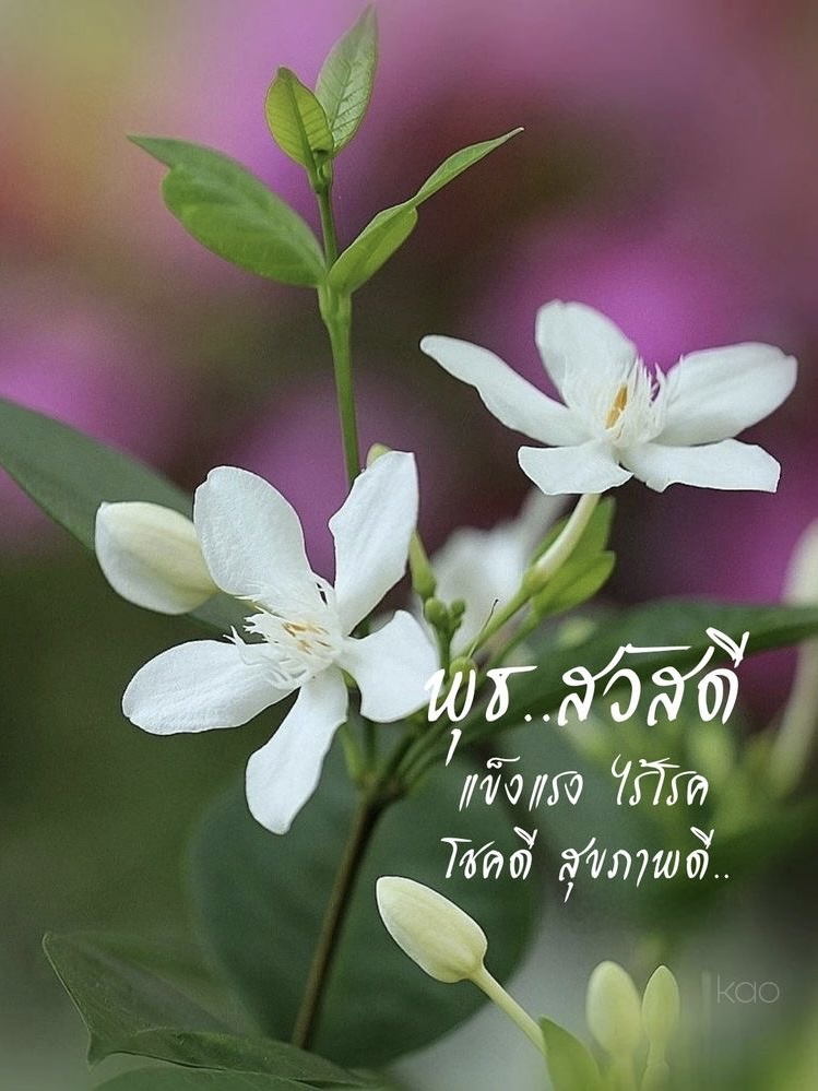 แข็งแรง ไร้โรค