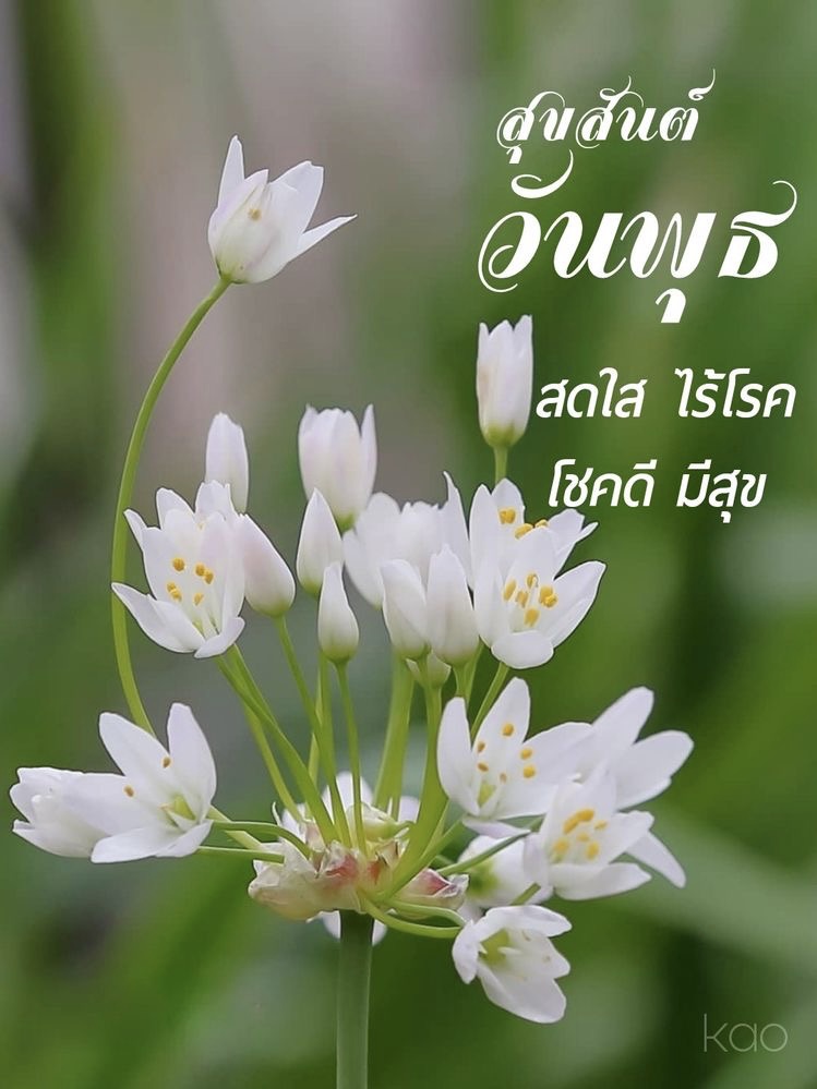 สดใส ไร้โรค
