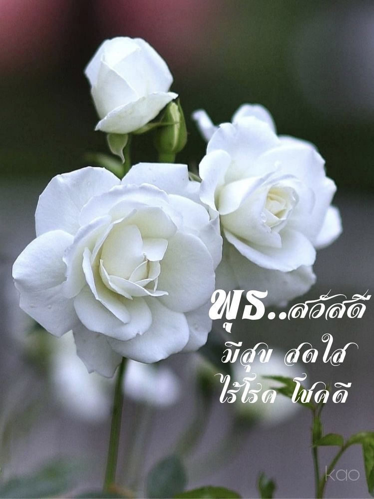 มีสุข สดใส