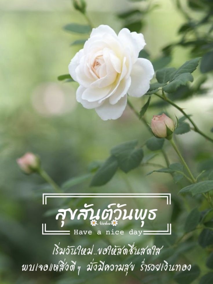 เริ่มวันใหม่ขอให้สดชื่นสดใส