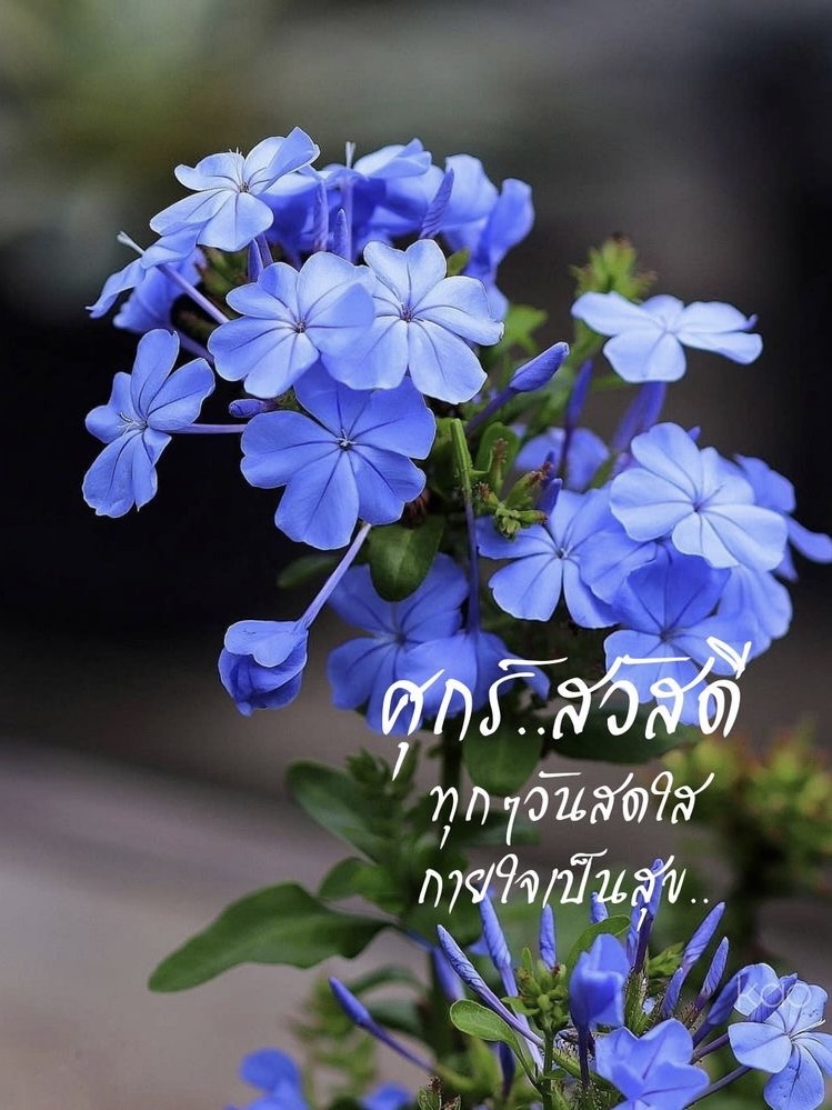 ทุกๆวันสดใส กายใจเป็นสุข