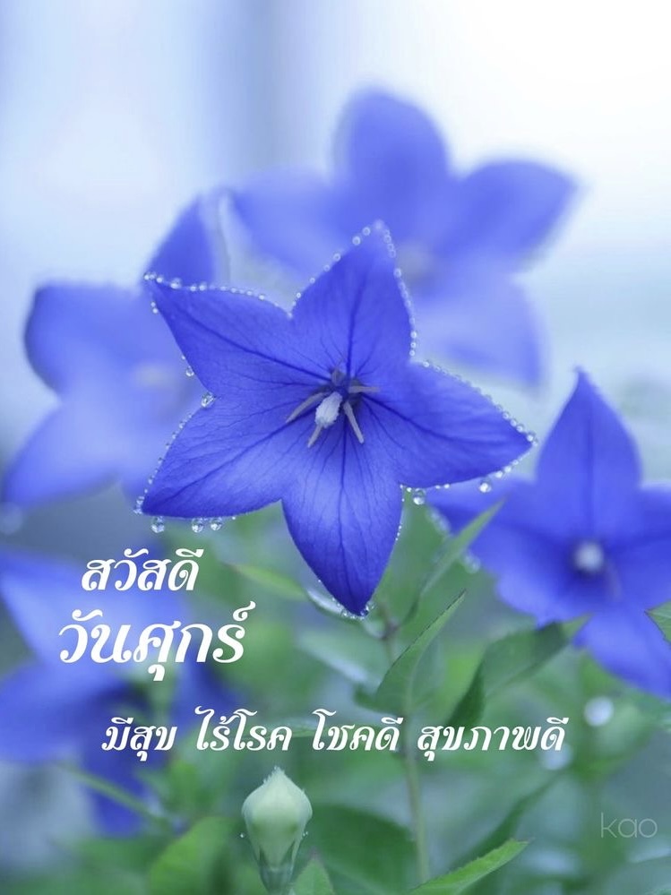 มีสุข ไร้โรค โชคดี