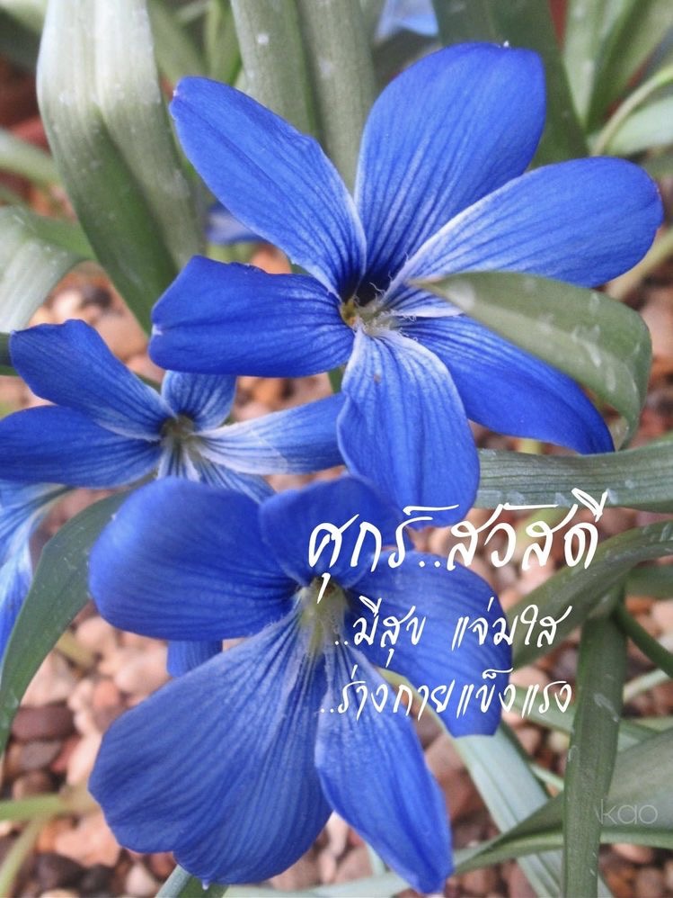 มีสุข แจ่มใส