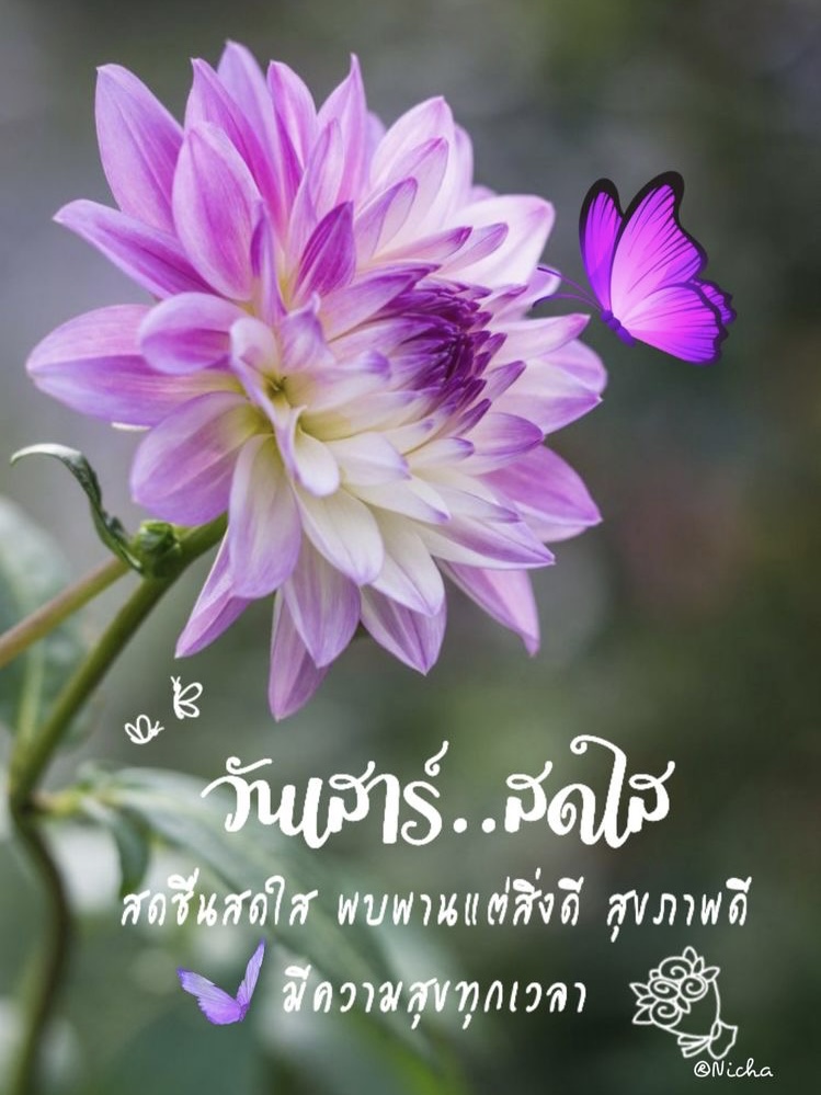 วันเสาร์ สดใส
