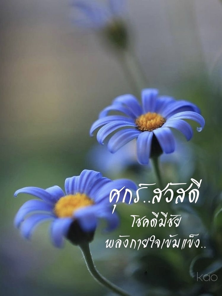 โชคดี มีชัย