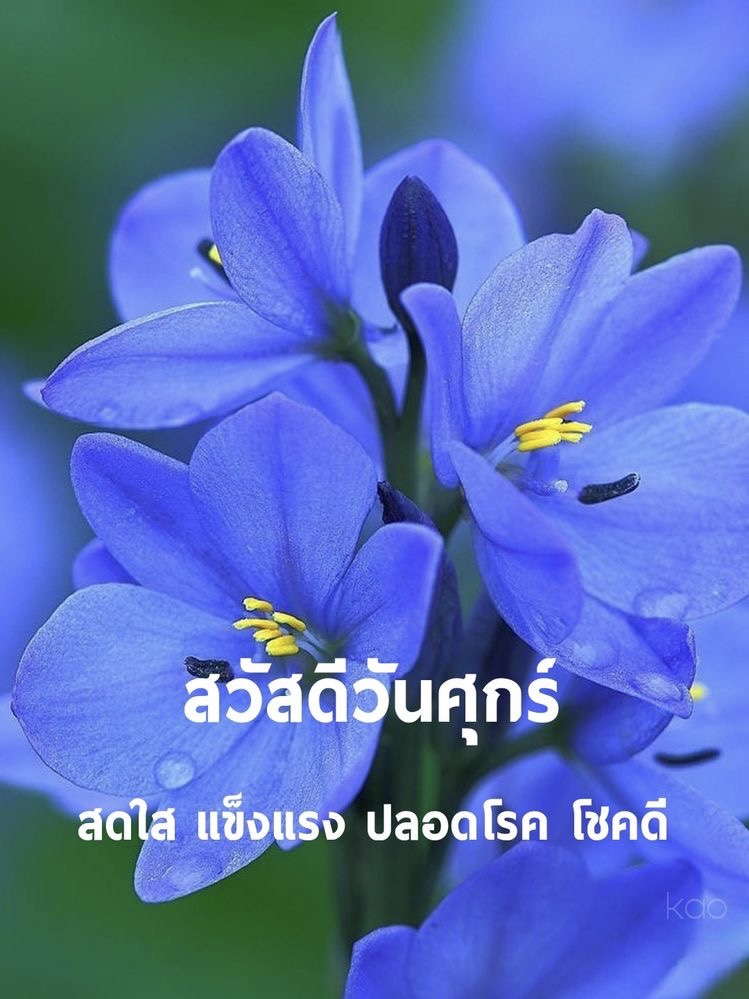 สดใส แข็งแรง ปลอดโรค โชคดี