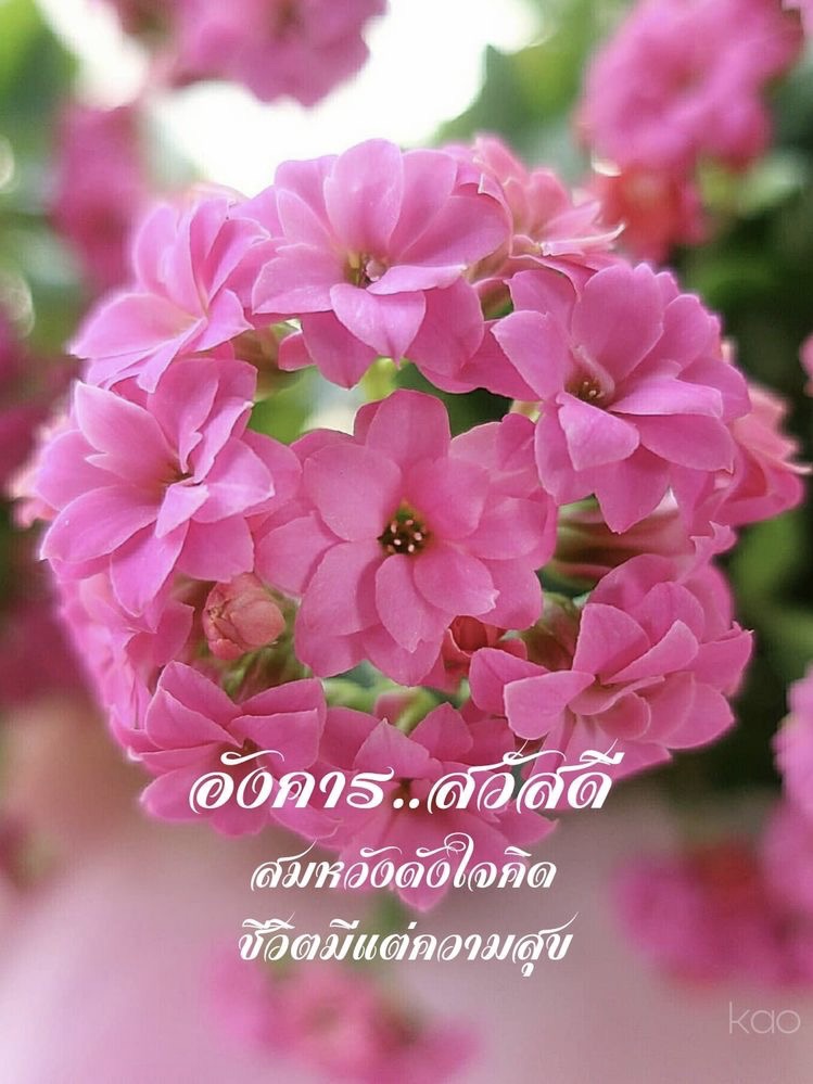 สมหวังดั่งใจคิด