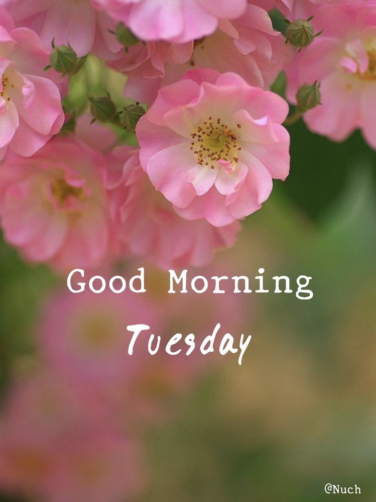 Good Morning Tuesday