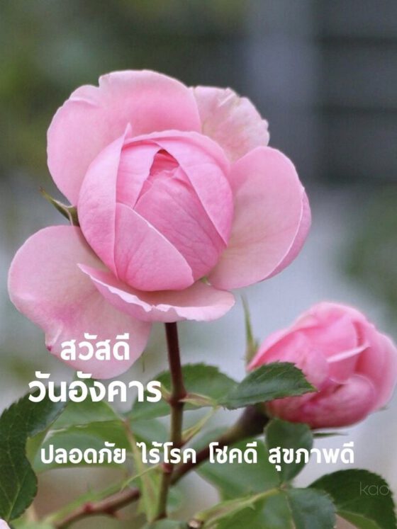 ปลอดภัย ไร้โรค
