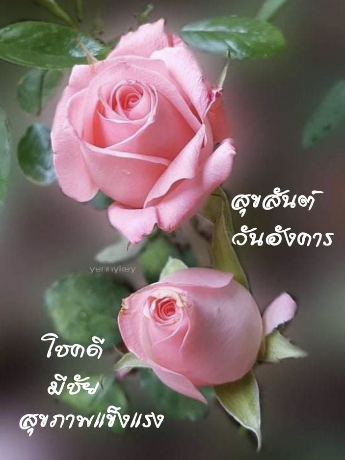 โชคดี มีชัย
