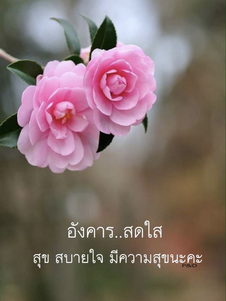 สุข สบายใจ