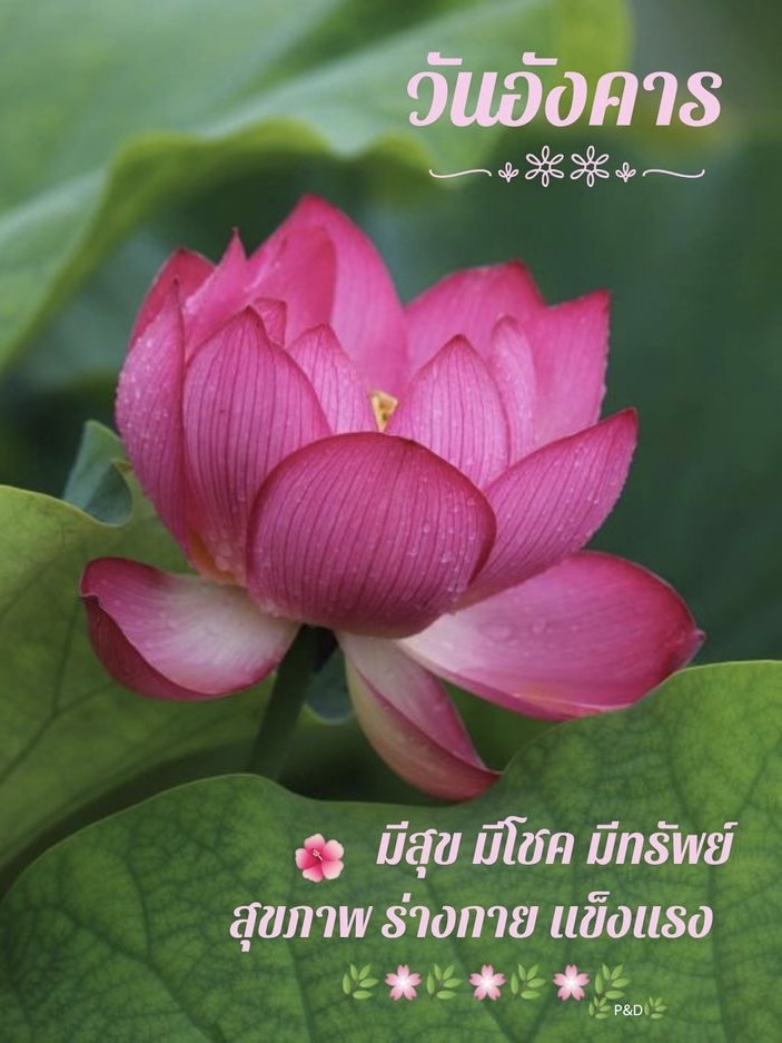 มีสุข มีโชค