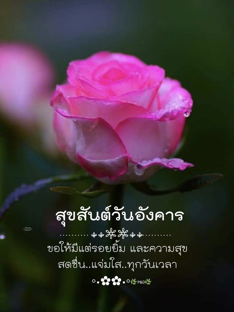 ขอให้มีแต่รอยยิ้ม