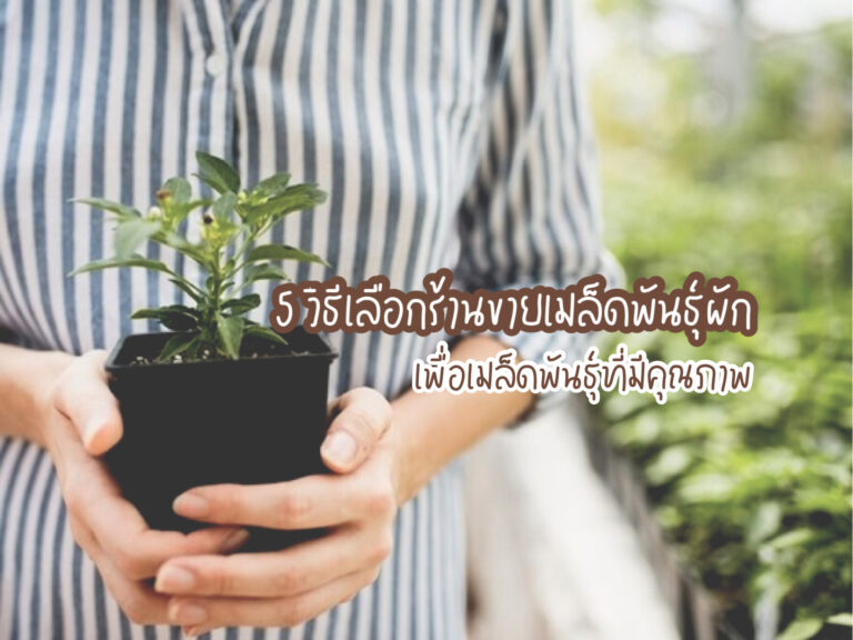 ร้านขายเมล็ดพันธุ์ผัก