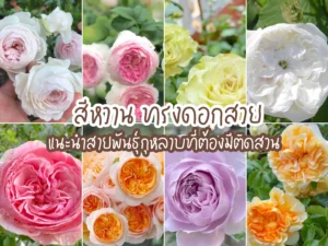 แนะนำสายพันธุ์กุหลาบ สีหวาน ทรงดอกสวย ที่ต้องมีติดสวน
