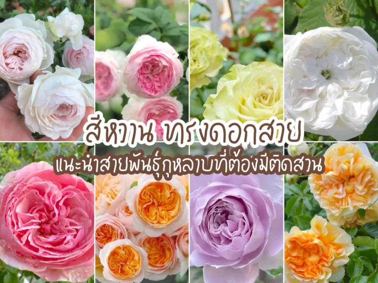 กุหลาบสีหวานทรงดอกสวย
